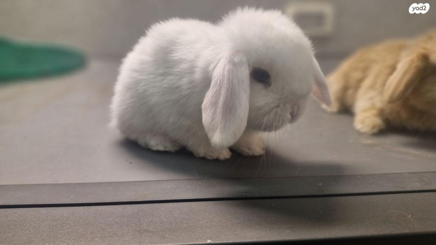 מכרסם ארנב שמוט אוזניים