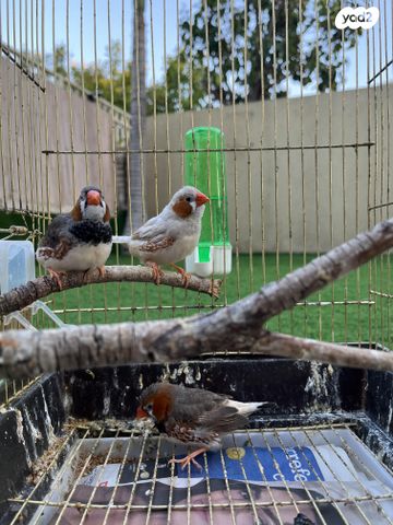 תוכי פינקים