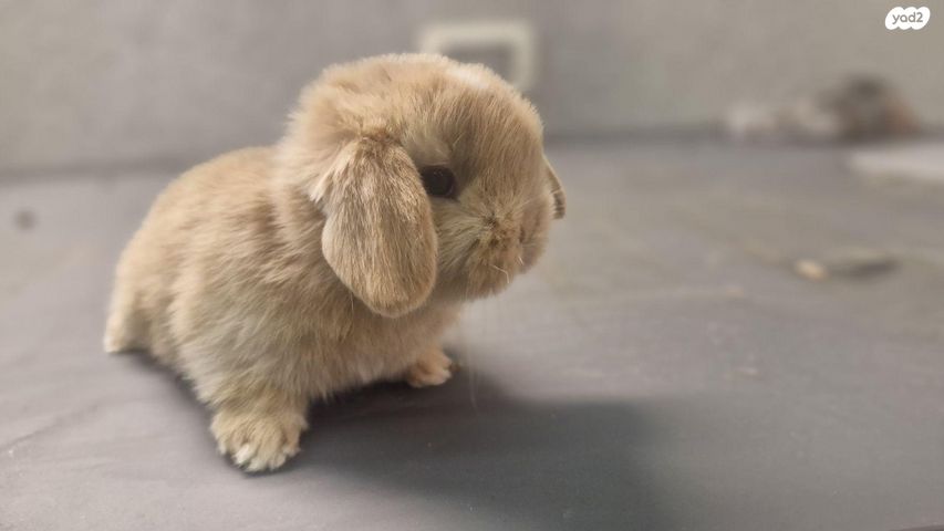 מכרסם ארנב שמוט אוזניים