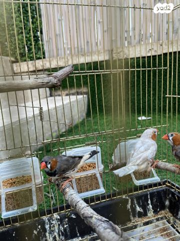 תוכי פינקים