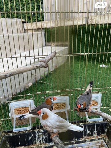 תוכי פינקים