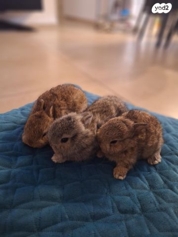 מכרסם ארנב ננסי