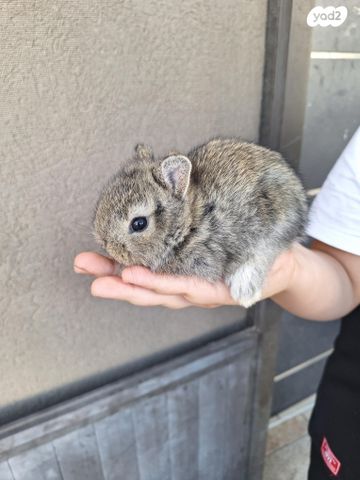 מכרסם ארנב ננסי