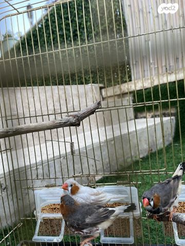 תוכי פינקים