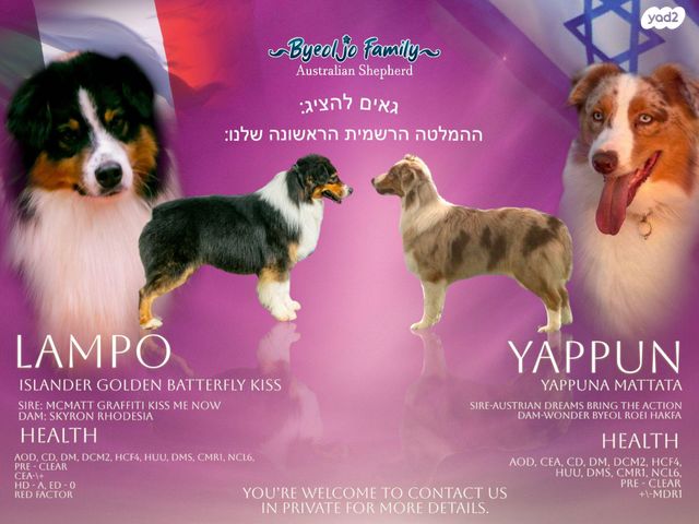 כלב רועים אוסטרלי