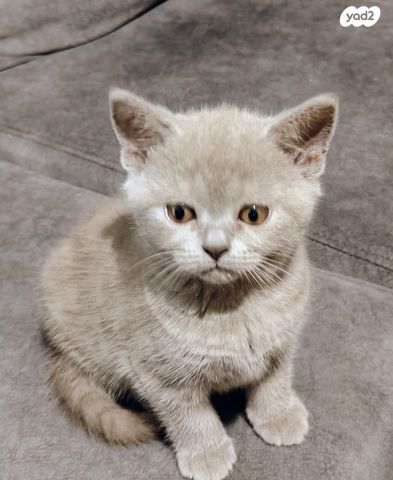 תמונת מודעה - חיות מחמד