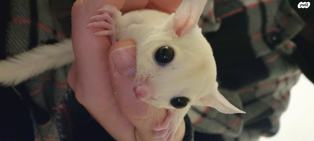 תמונת מודעה - חיות מחמד