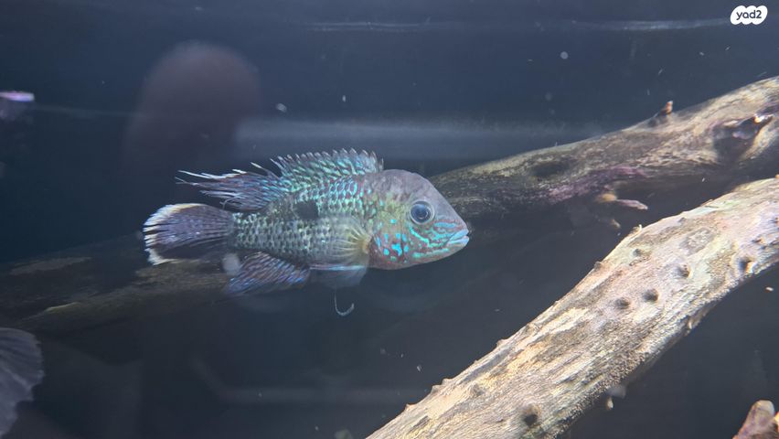 תמונת מודעה - חיות מחמד