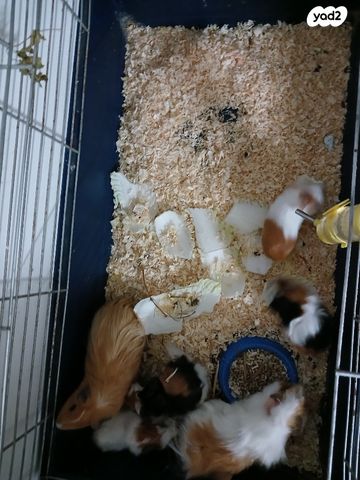 תמונת מודעה - חיות מחמד