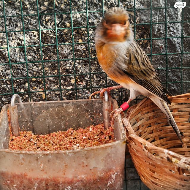 תמונת מודעה - חיות מחמד