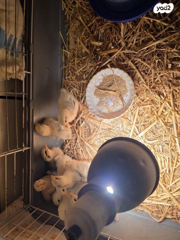 תמונת מודעה - חיות מחמד