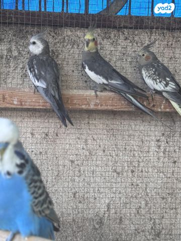 תמונת מודעה - חיות מחמד