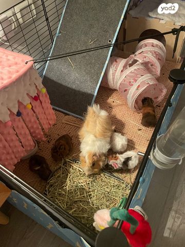 תמונת מודעה - חיות מחמד