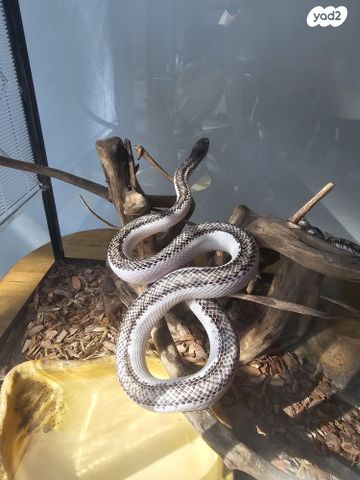 תמונת מודעה - חיות מחמד