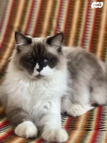 תמונת מודעה - חיות מחמד