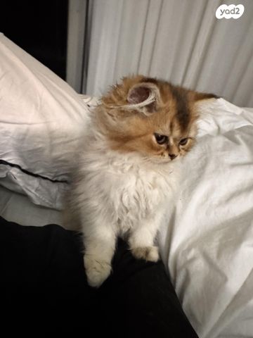 תמונת מודעה - חיות מחמד