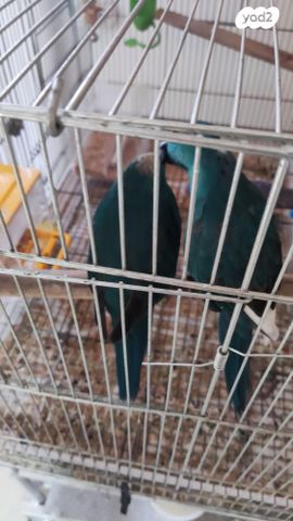 תמונת מודעה - חיות מחמד