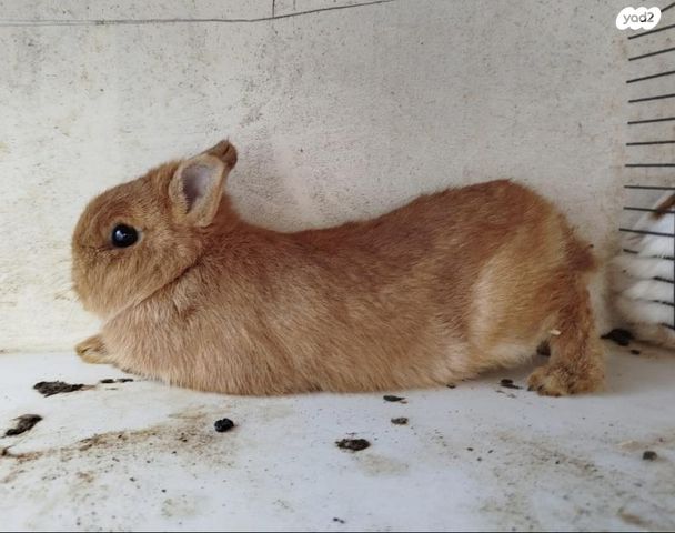 תמונת מודעה - חיות מחמד