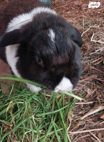 תמונת מודעה - חיות מחמד
