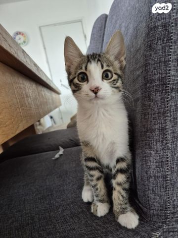 תמונת מודעה - חיות מחמד