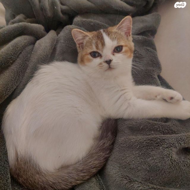 תמונת מודעה - חיות מחמד