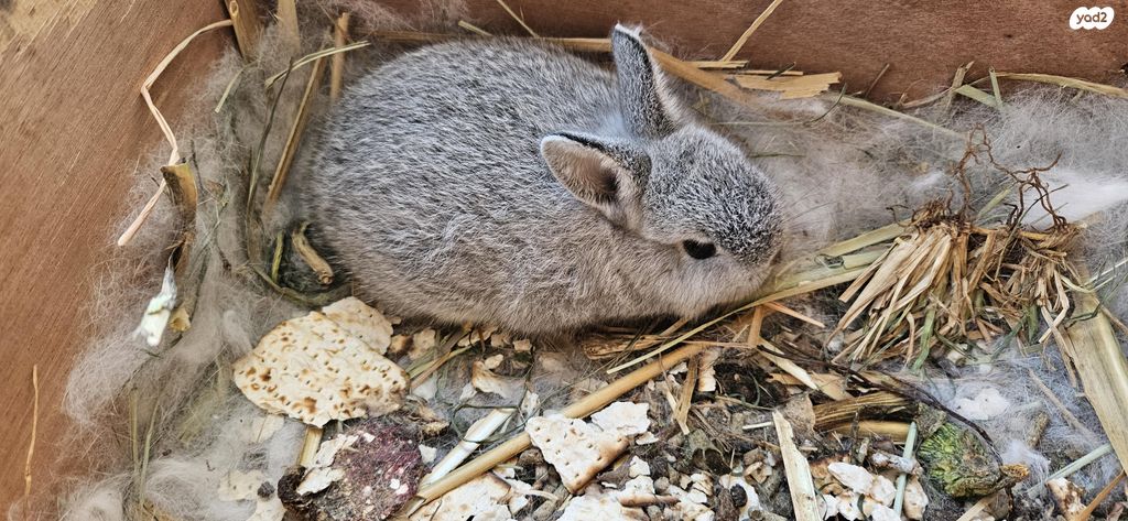 תמונת מודעה - חיות מחמד