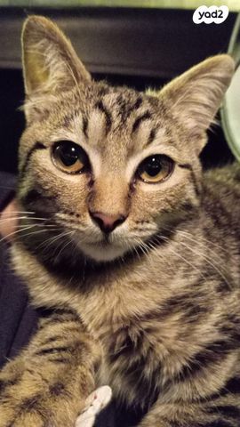 תמונת מודעה - חיות מחמד