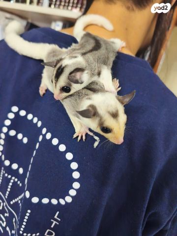 תמונת מודעה - חיות מחמד