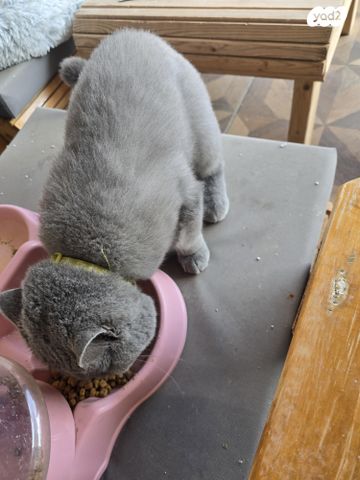 תמונת מודעה - חיות מחמד