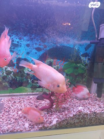 תמונת מודעה - חיות מחמד