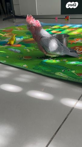 תמונת מודעה - חיות מחמד