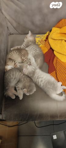 תמונת מודעה - חיות מחמד