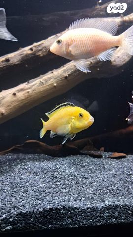 תמונת מודעה - חיות מחמד