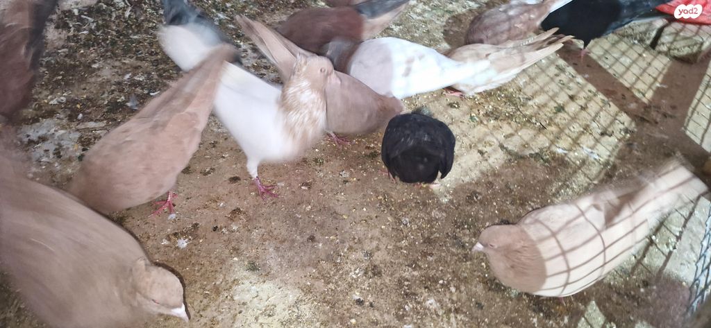 תמונת מודעה - חיות מחמד