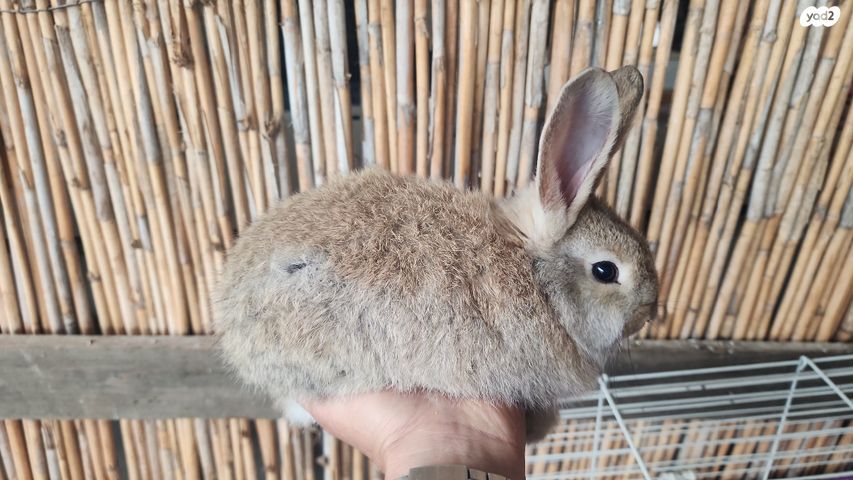 תמונת מודעה - חיות מחמד