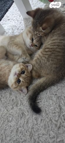 תמונת מודעה - חיות מחמד