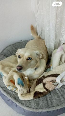 תמונת מודעה - חיות מחמד