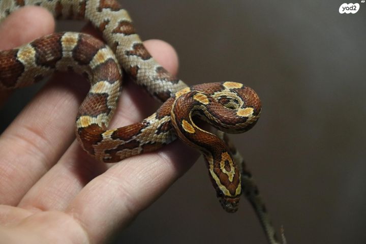 תמונת מודעה - חיות מחמד