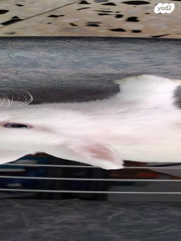 תמונת מודעה - חיות מחמד