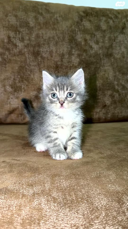 תמונת מודעה - חיות מחמד