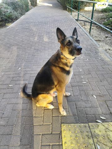 תמונת מודעה - חיות מחמד