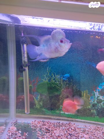 תמונת מודעה - חיות מחמד