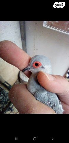 תמונת מודעה - חיות מחמד