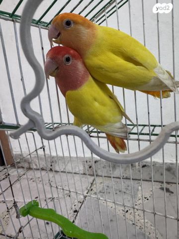 תמונת מודעה - חיות מחמד