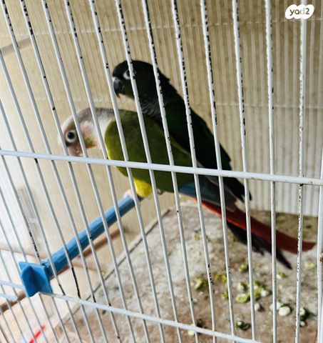 תמונת מודעה - חיות מחמד