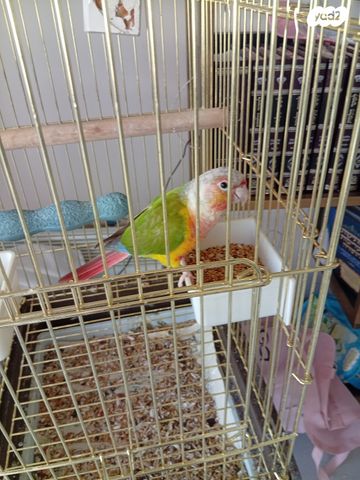 תמונת מודעה - חיות מחמד