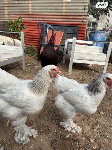 תמונת מודעה - חיות מחמד