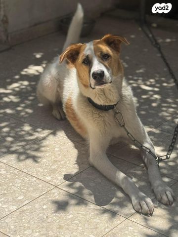 תמונת מודעה - חיות מחמד