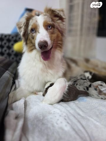 תמונת מודעה - חיות מחמד