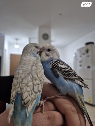 תמונת מודעה - חיות מחמד